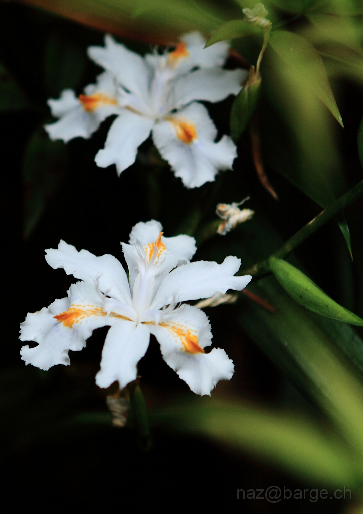 EOS 5D Mark II16_04_20135222.JPG